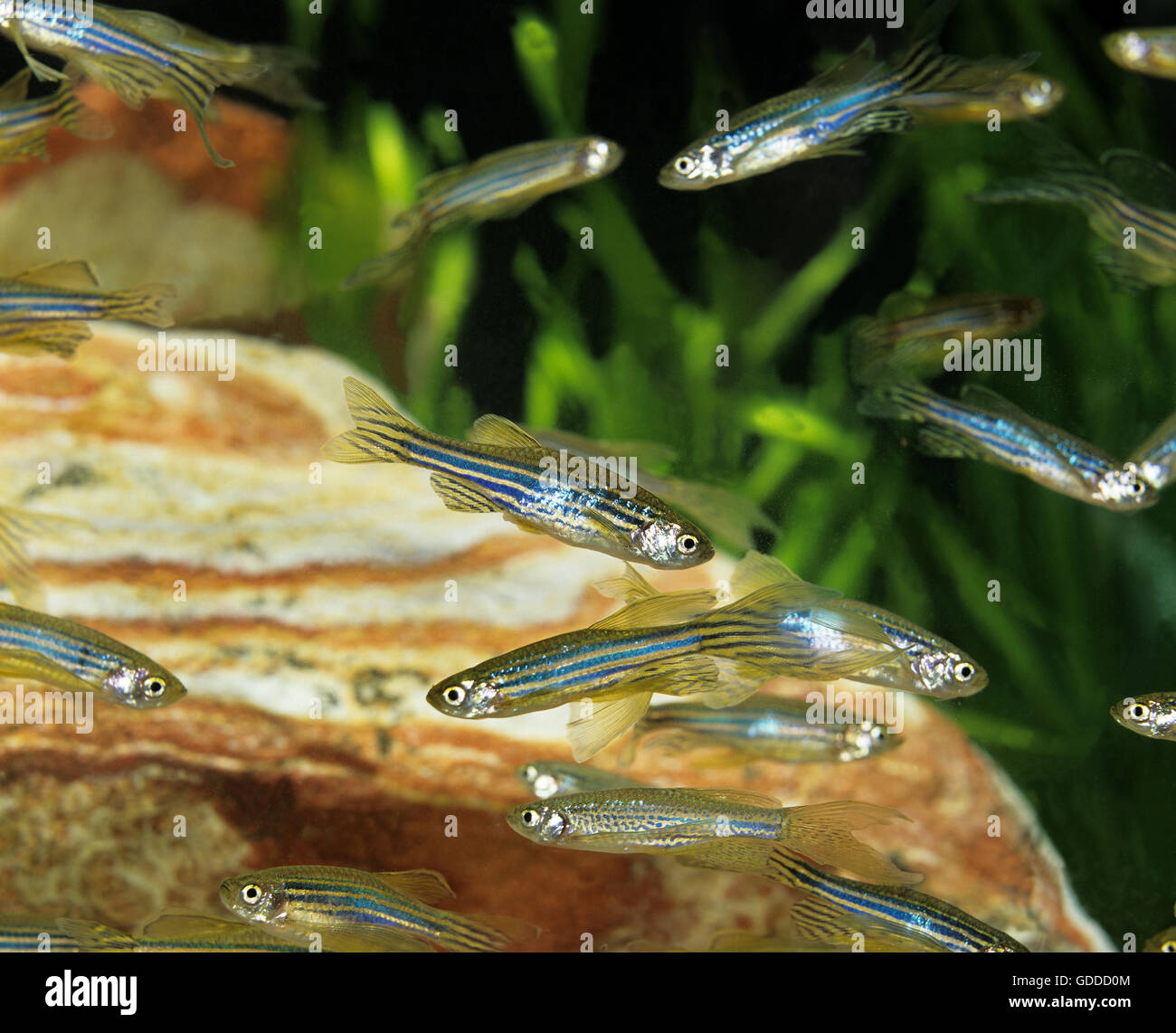 Long-Finned Zebra Fish, brachydanio rerio Stock Photo