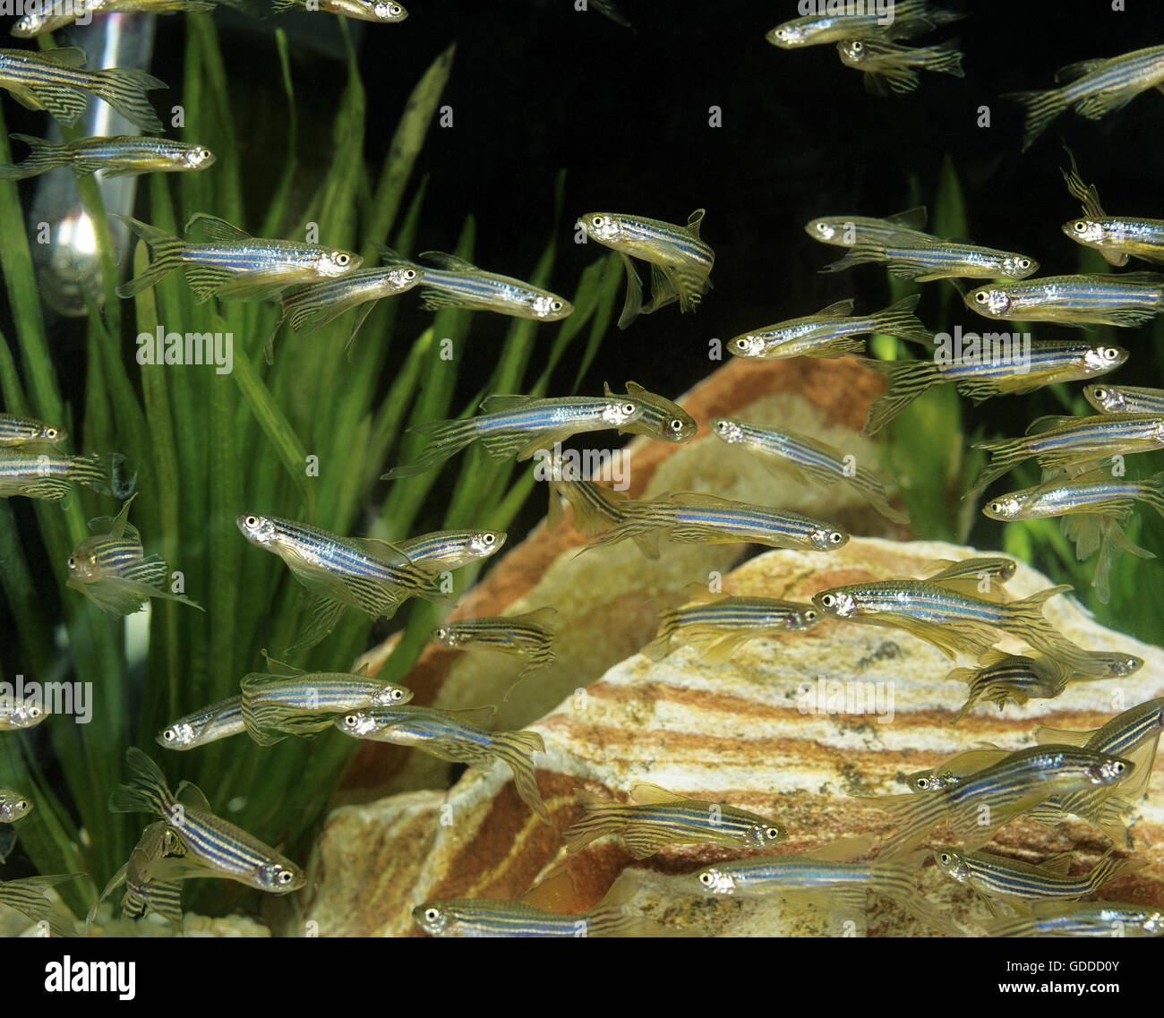 Long-Finned Zebra Fish, brachydanio rerio, Aquarium Fishes Stock Photo