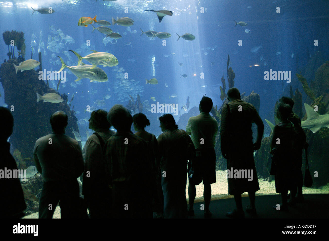 Salt Water Aquarium, Lisboa in Portugal Stock Photo