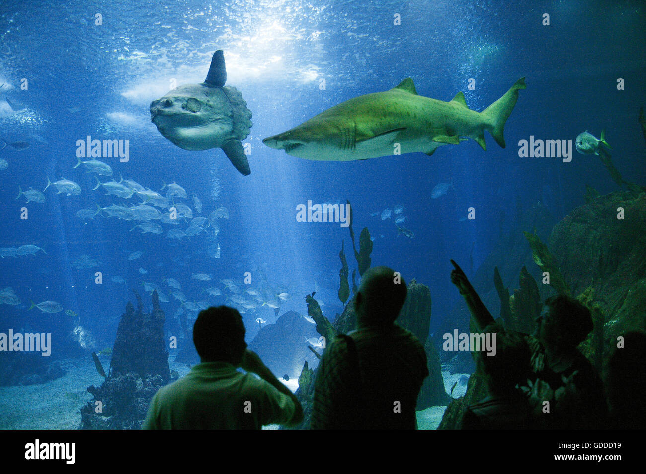 Sunfish, mola mola, and Shark in Salt Water Aquarium, Lisboa in Portugal Stock Photo