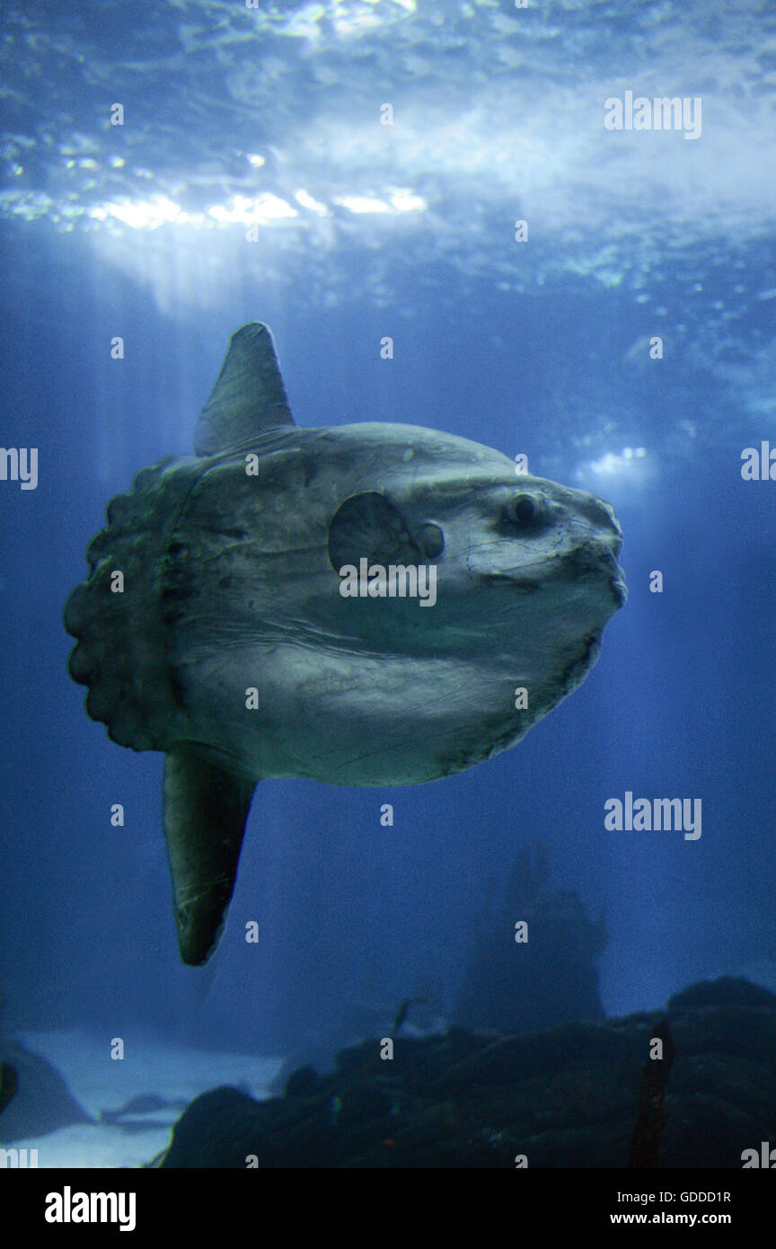 Sunfish, mola mola, Adult Stock Photo
