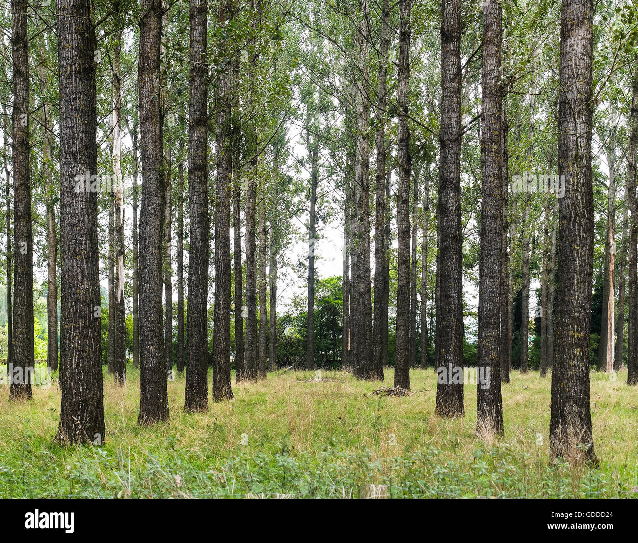 Poplar plantation Stock Photo