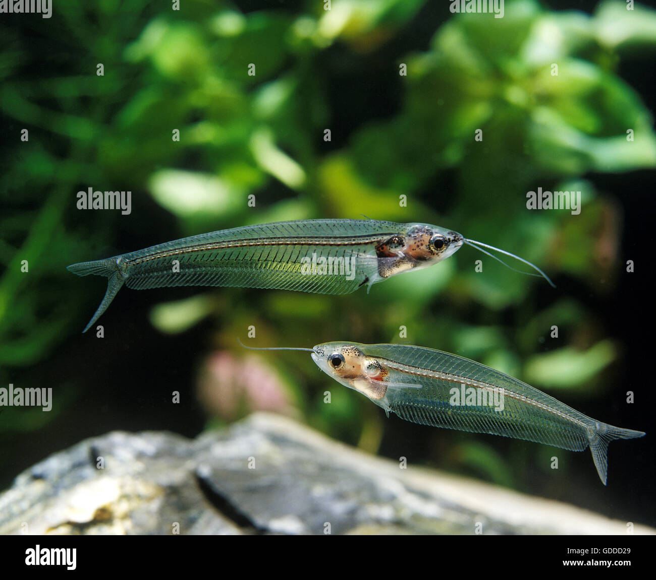 Glass Catfish, kryptopterus bicirrhis, Transparent Fish, Adults Stock Photo
