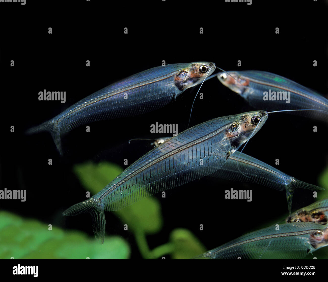 Glass Catfish, kryptopterus bicirrhis, Transparent Fish, Adults Stock Photo