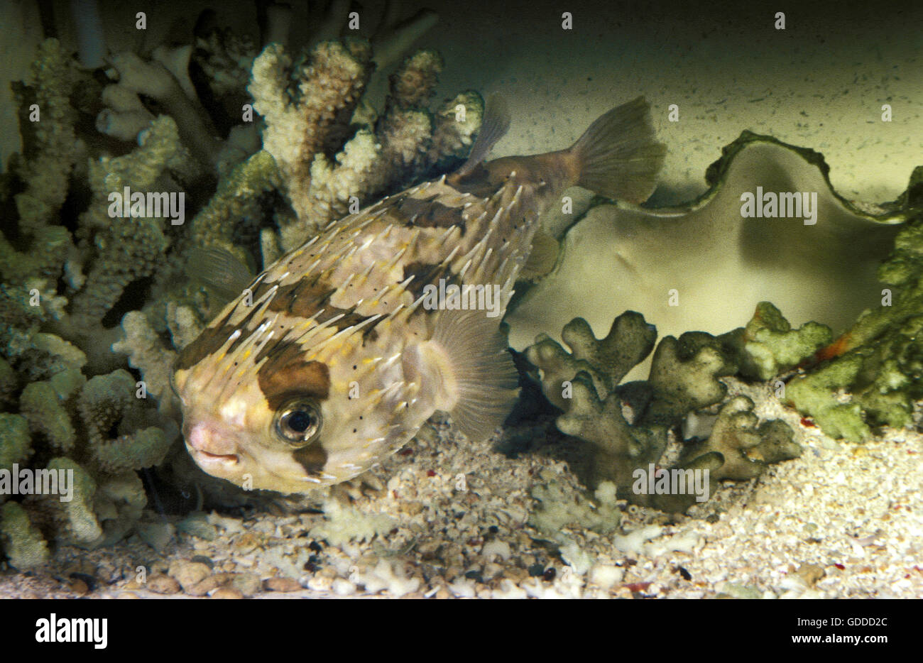Black Spotted Porcupine Fish, diodon hystrix, Adult near Coral Stock Photo