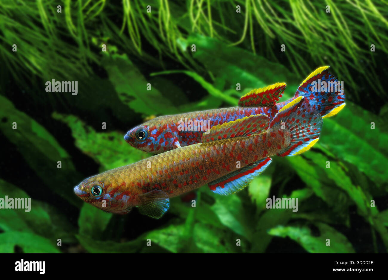 Lyretail Killifish, aphyosemion australe, Adults Stock Photo - Alamy