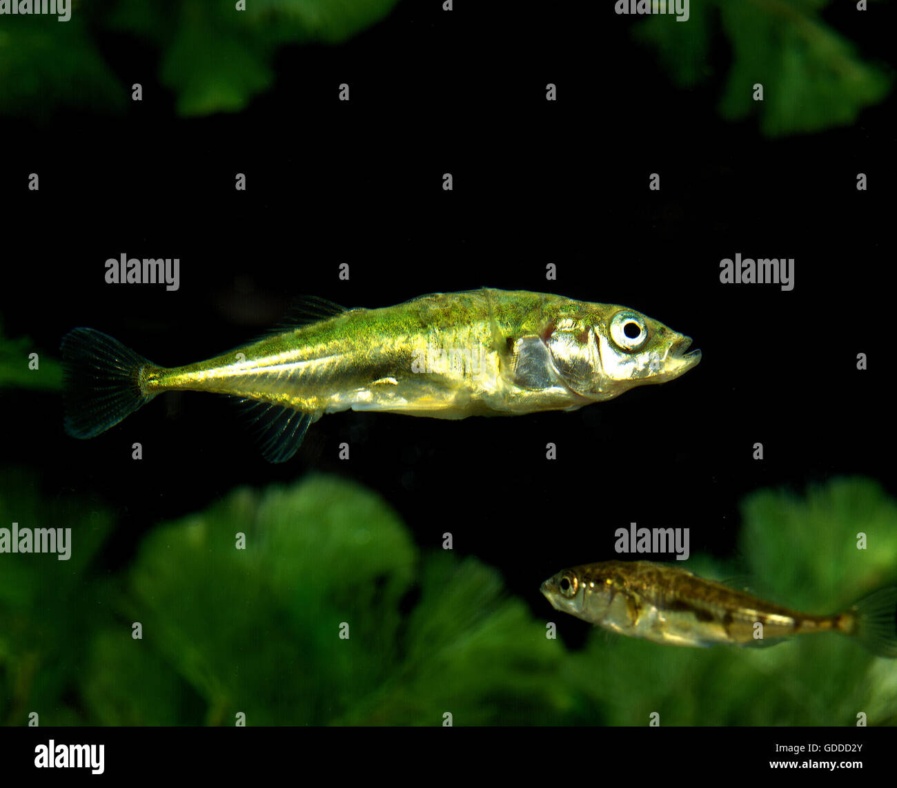 Sticklebacks hi-res stock photography and images - Alamy