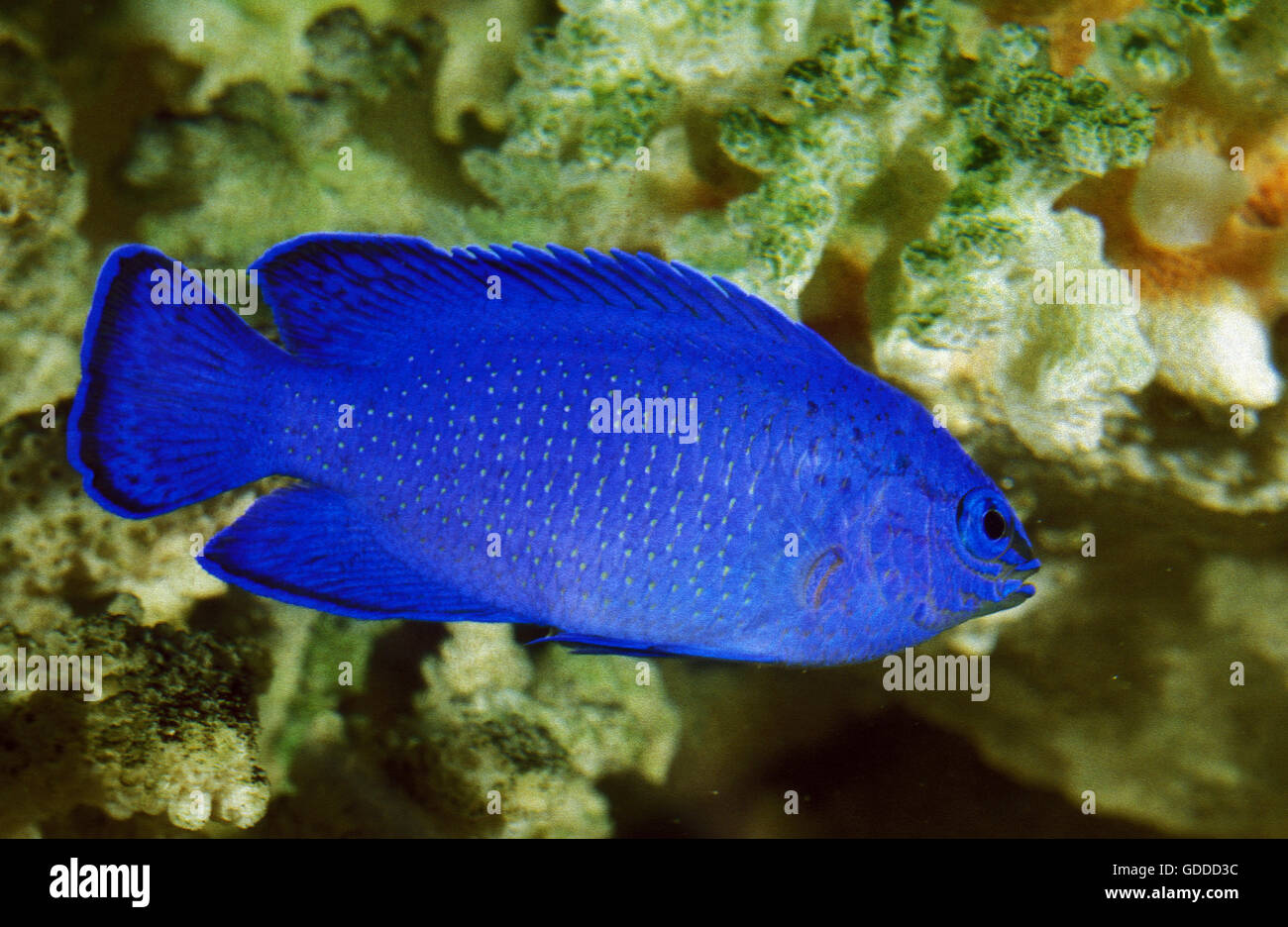 BLUE DAMSELFISH OR BLUE DEVIL DAMSELFISH chrysiptera cyanea Stock Photo