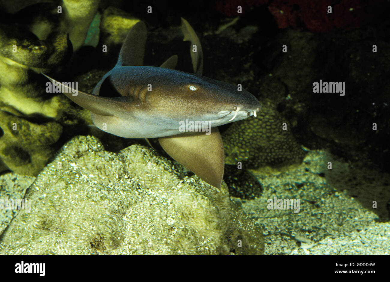 Nurse Shark, ginglymostoma cirratum, Adult Stock Photo