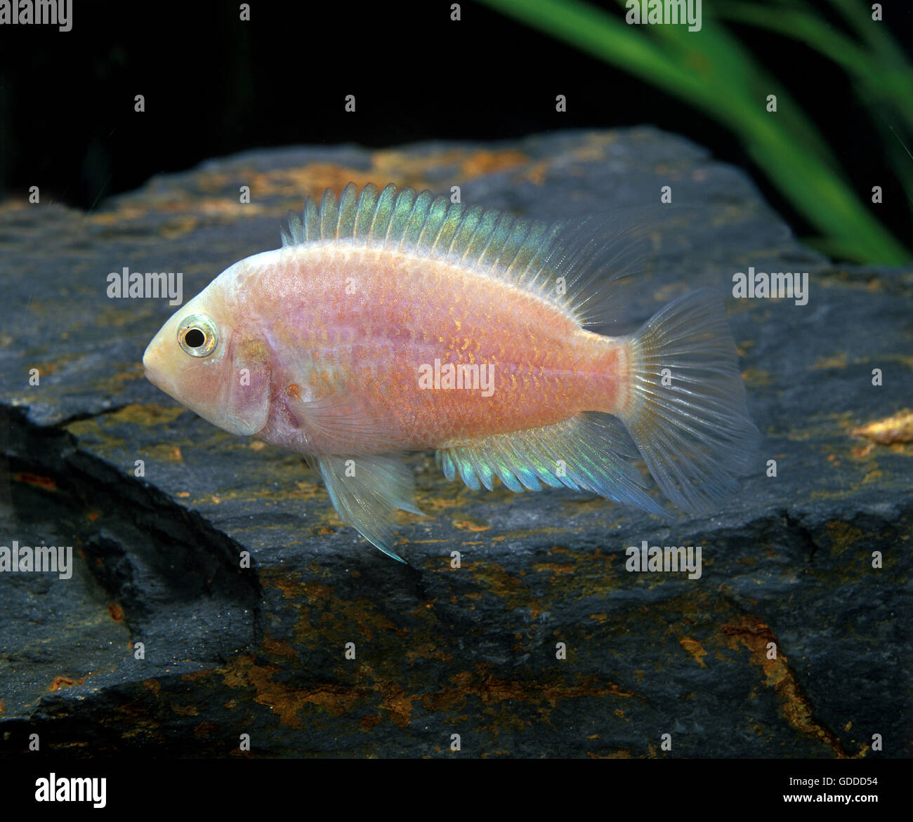 Convict Cichlid, cryptoheros nigrofasciatus, Albino Fish Stock Photo