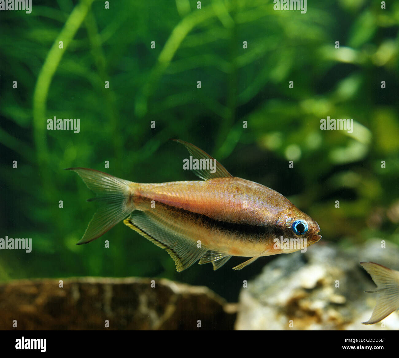 Emperor Tetra, nematobrycon palmeri, Aquarium Fish Stock Photo