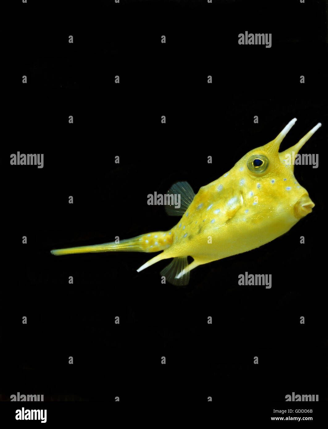 Lactoria cornuta longhorn cowfish hi-res stock photography and images ...