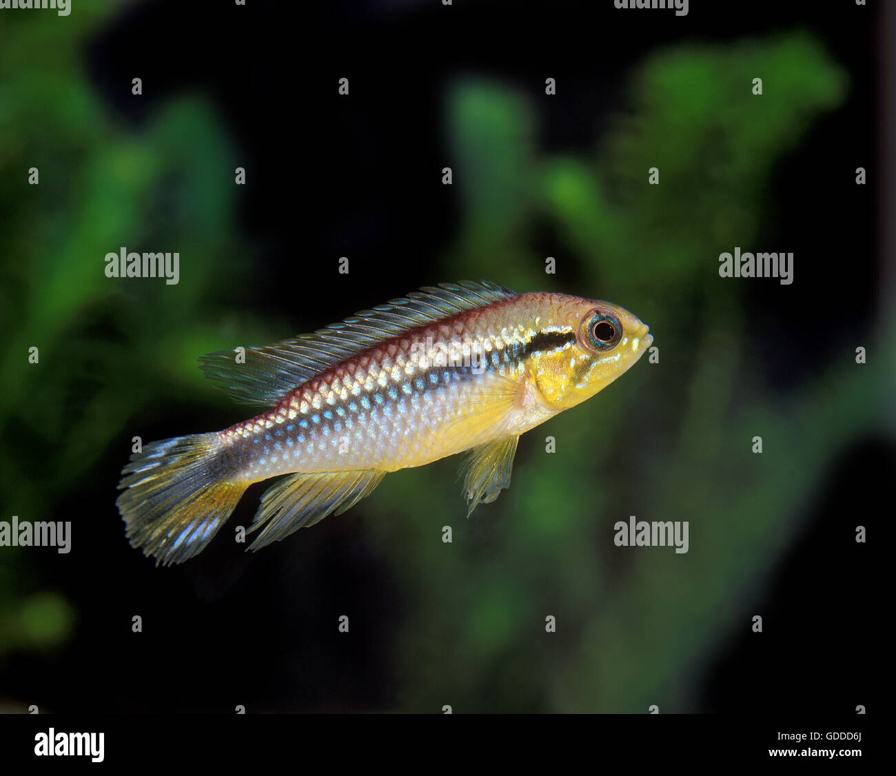 Golden Dwarf Cichlid, nannacara anomala, Aquarium Fish Stock Photo