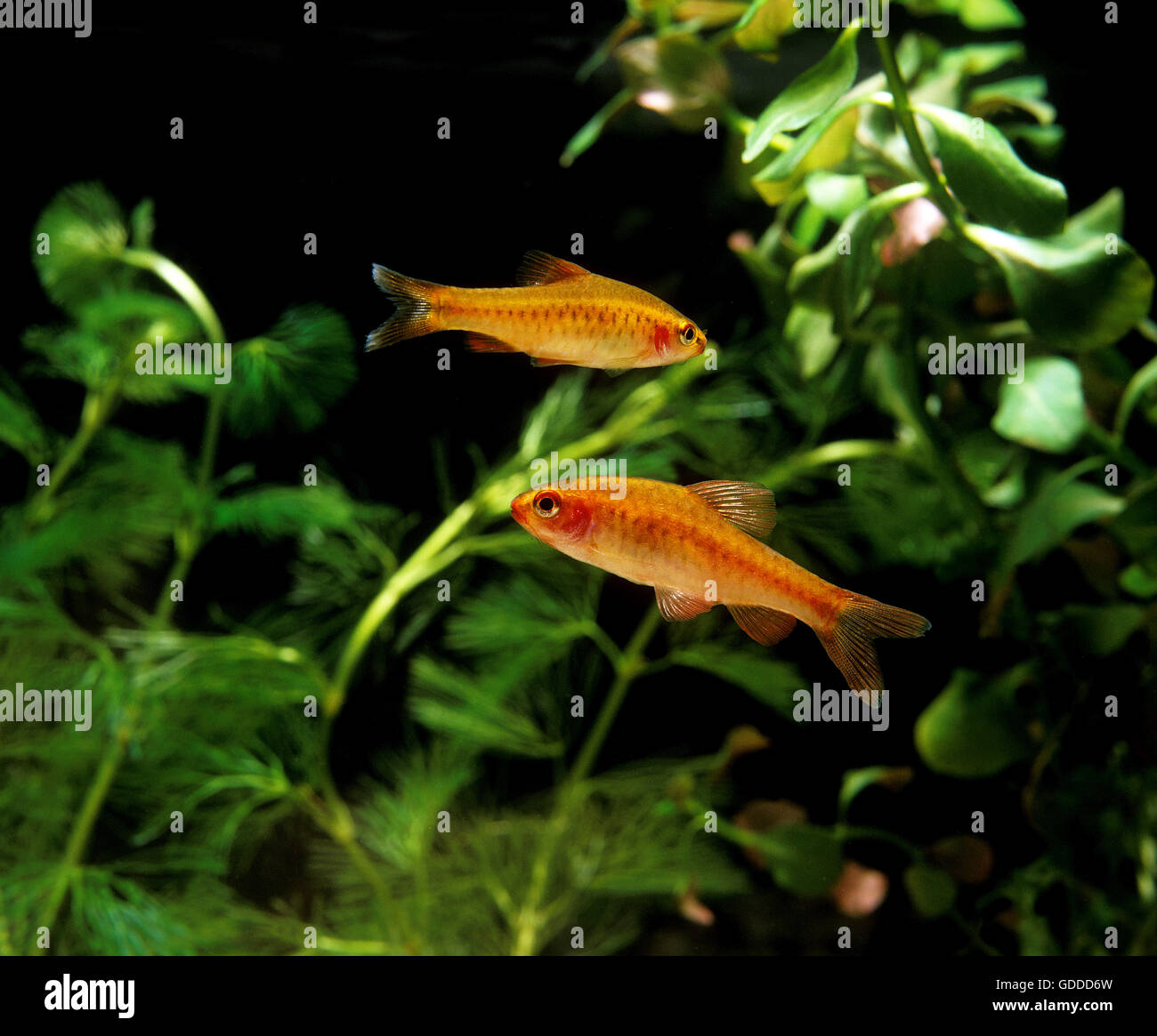 Cherry Barb, puntius titteya, Aquarium Fishes Stock Photo