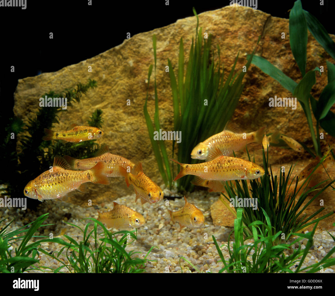 Conchonius High Resolution Stock Photography and Images - Alamy