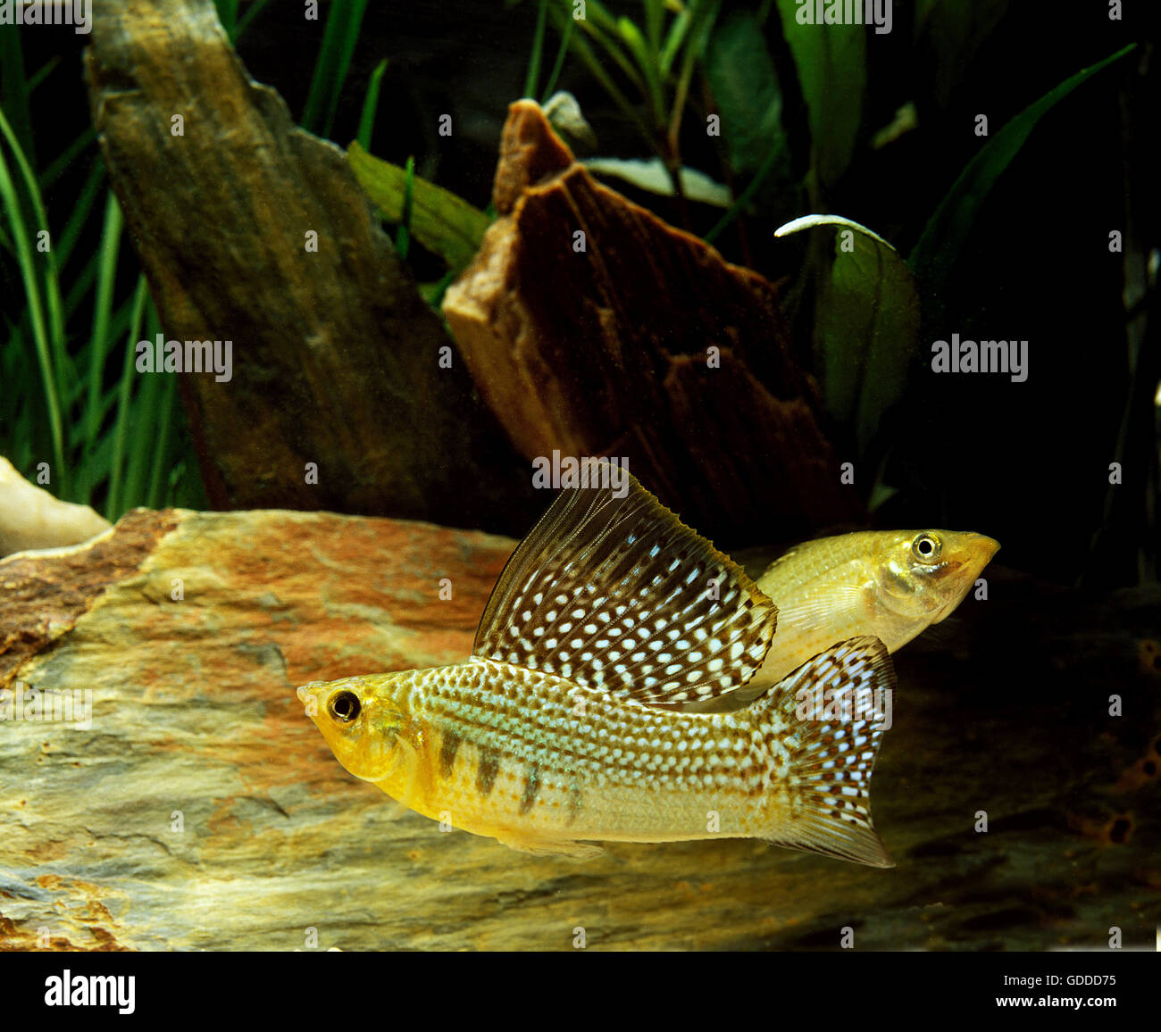 Sailfin Molly, poecilia velifera, Aquarium Fishes Stock Photo