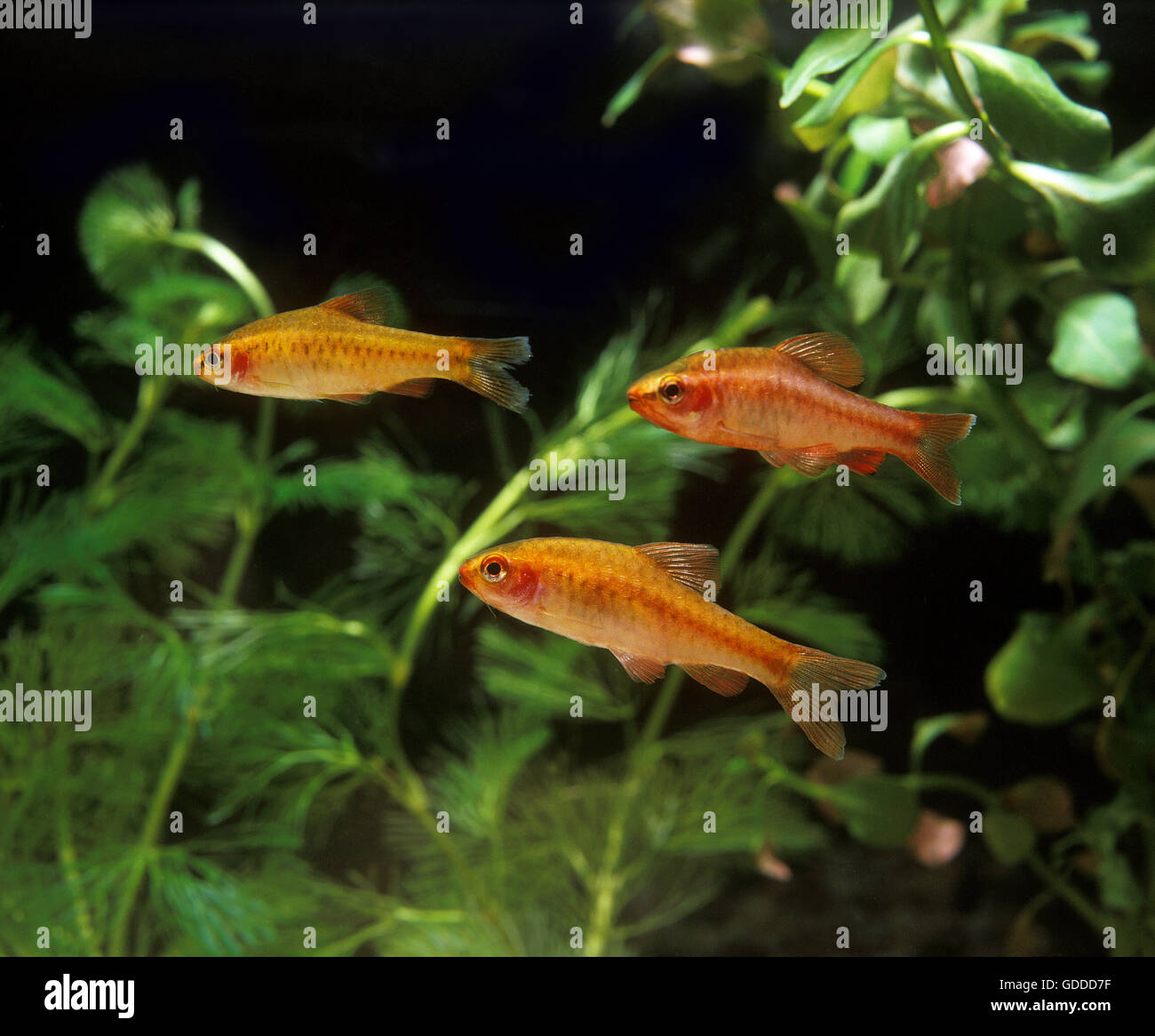 Cherry Barb, puntius titteya, Aquarium Fishes Stock Photo