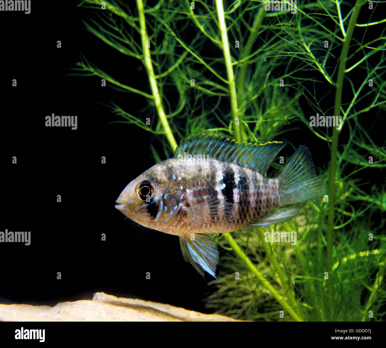 Blue Acara, aequidens pulcher, Adult Stock Photo