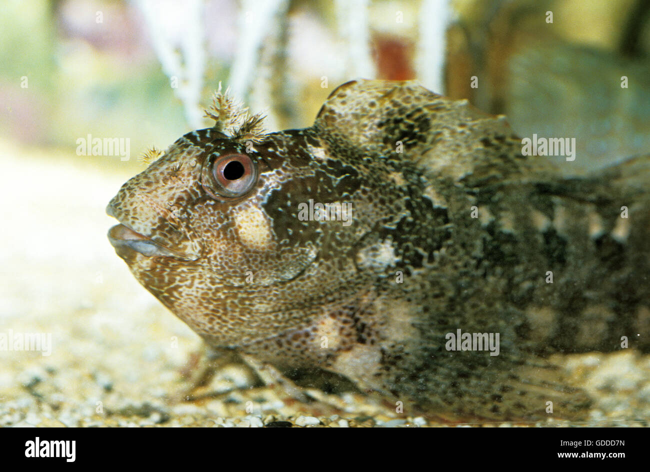 Tompot Blenny, parablennius gattorugine, Adult Stock Photo