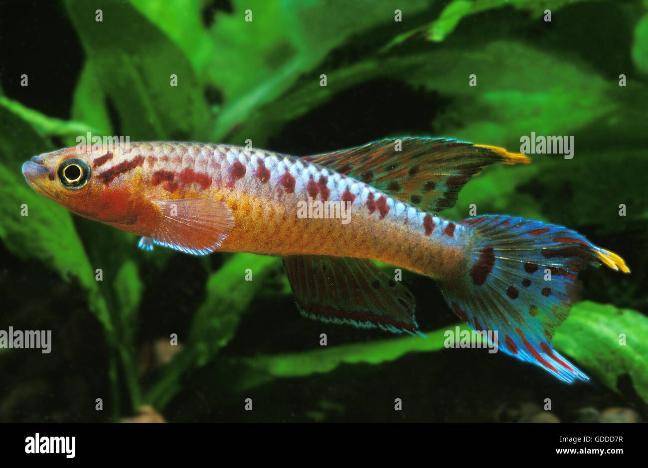 Killifish, aphyosemion bivittatum, Aquarium Fish Stock Photo