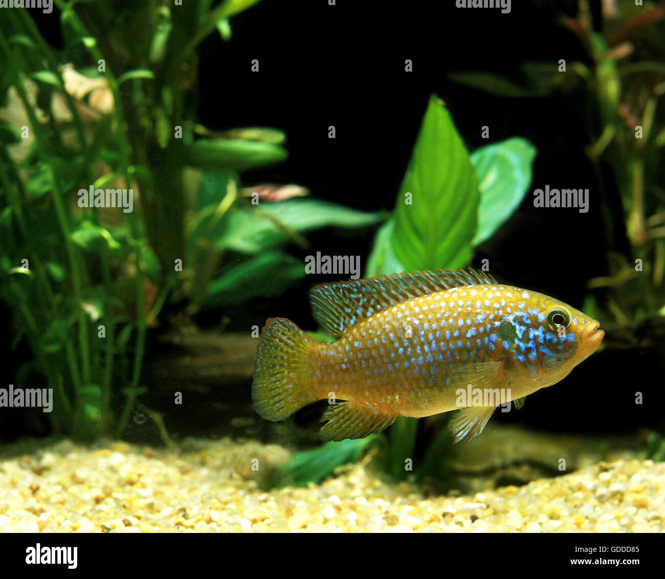 African Fish, hemichromis lifalili, Cichlid, Adult Stock Photo