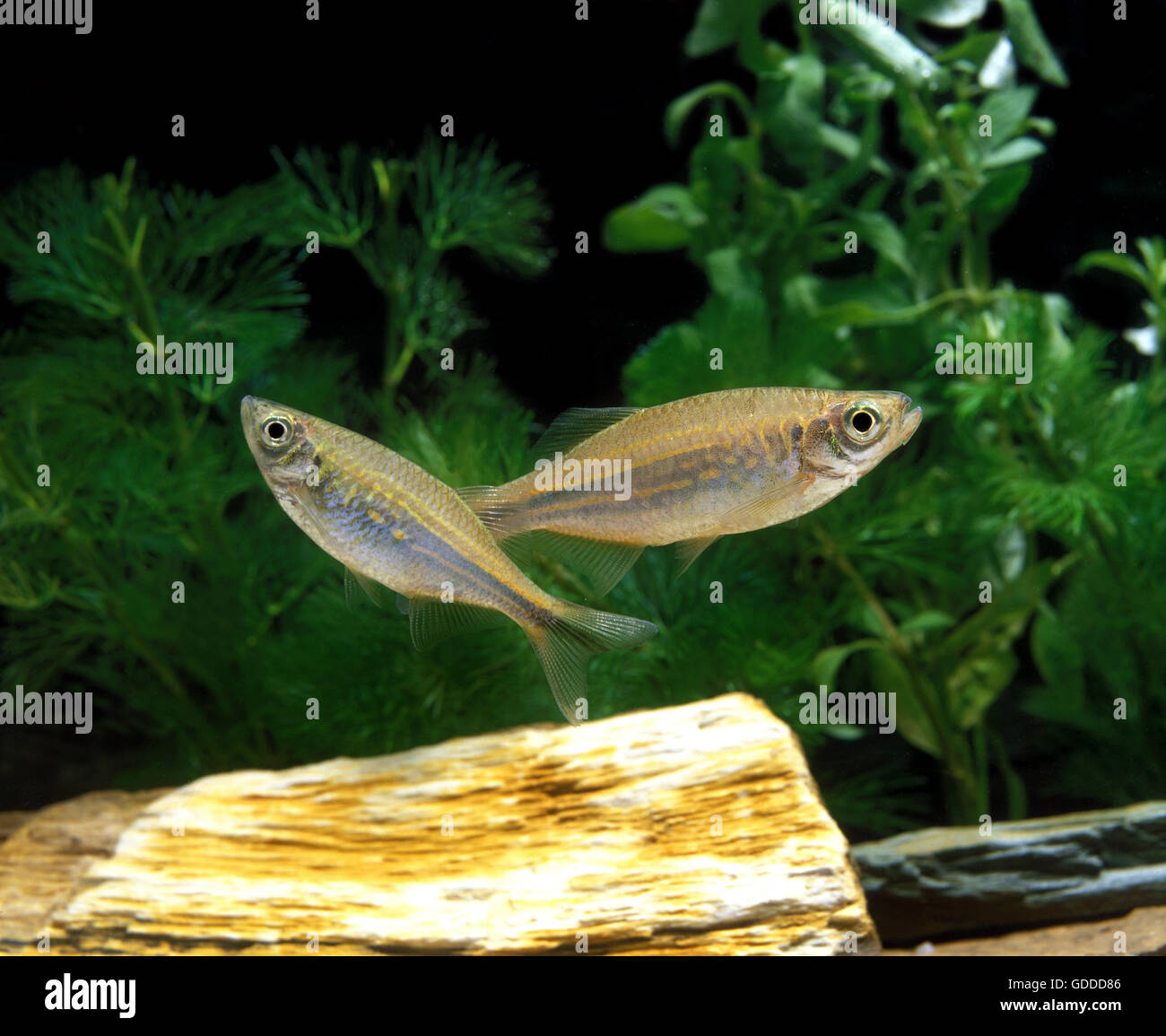 Giant Danio or Malabar Danio, danio aequipinnatus, Aquarium Fishes Stock Photo