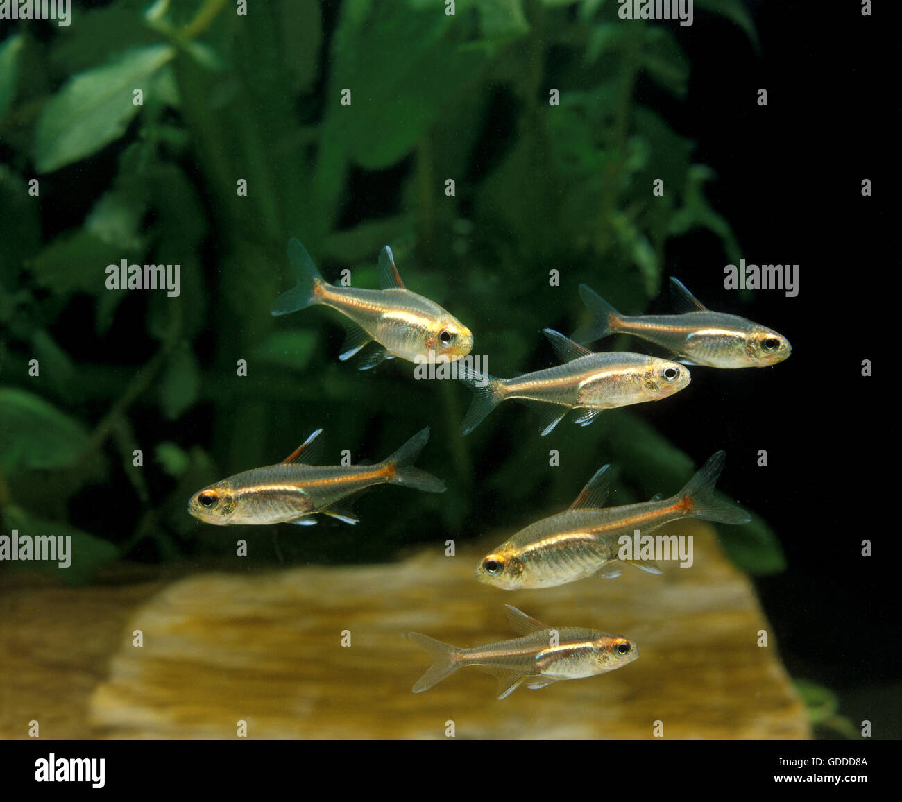 Glow Light Tetra, hemigrammus gracilis, Aquarium Fishes Stock Photo