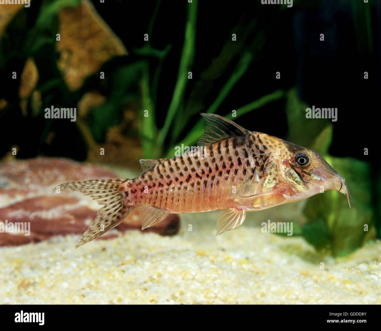 Corydoras Fish, corydoras blochi, Adult Stock Photo