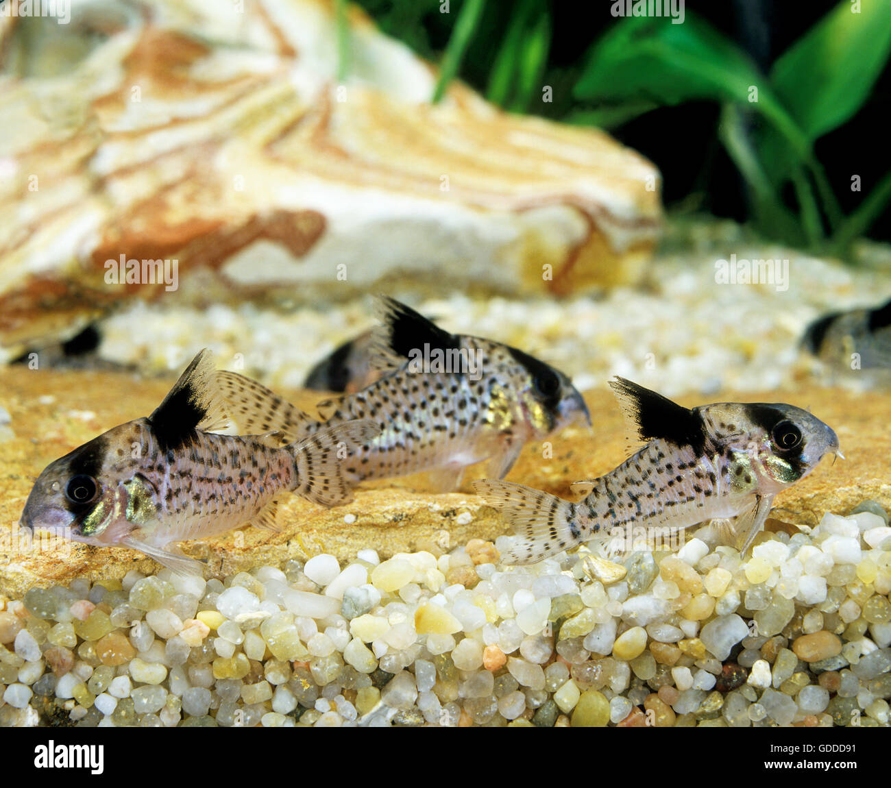 CORYDORAS FISH corydoras delphax Stock Photo