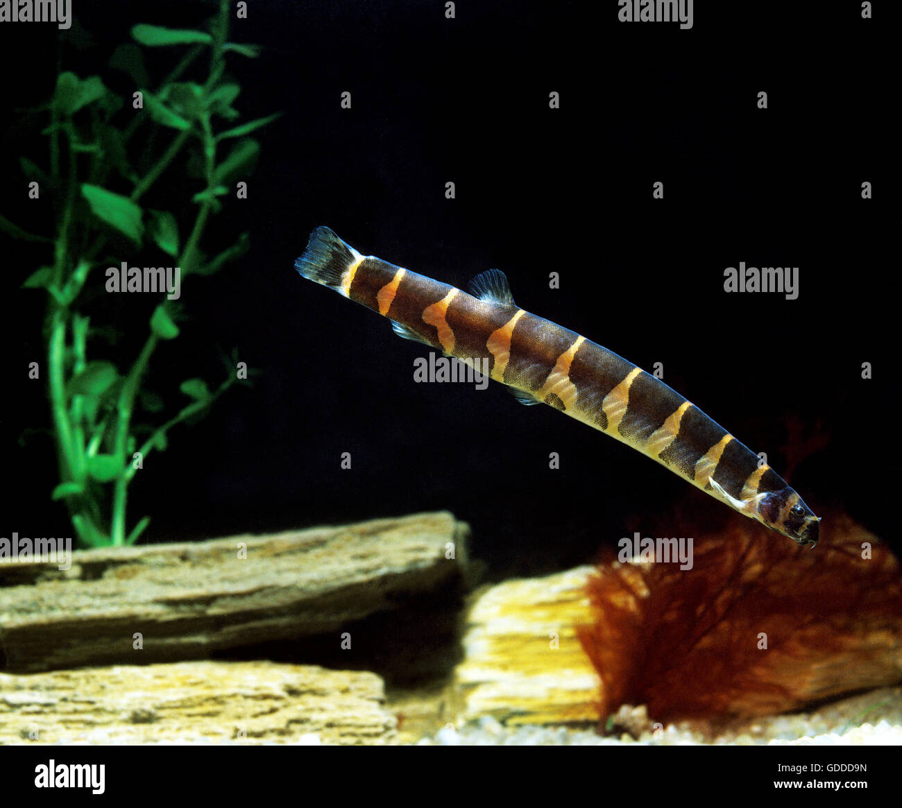 KUHLI LOACH pangio kuhli Stock Photo