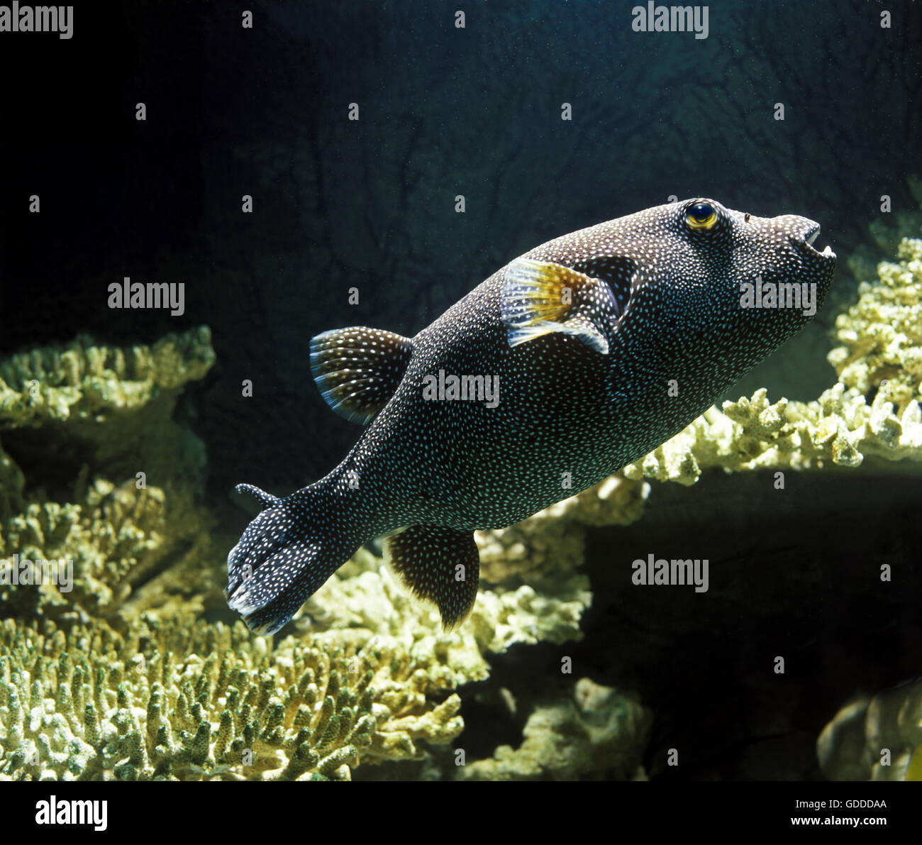 GUINEAFOWL PUFFER arothron meleagris, ADULT Stock Photo