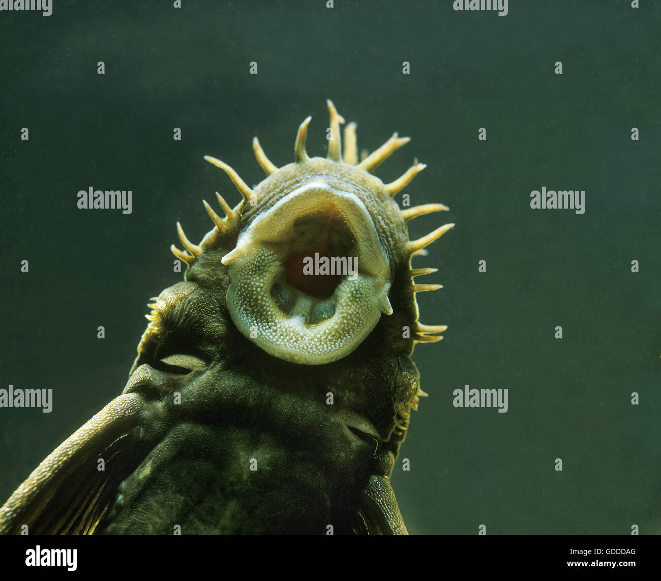 Medusa Pleco, ancistrus ranunculus, Close up of Mouth Stock Photo