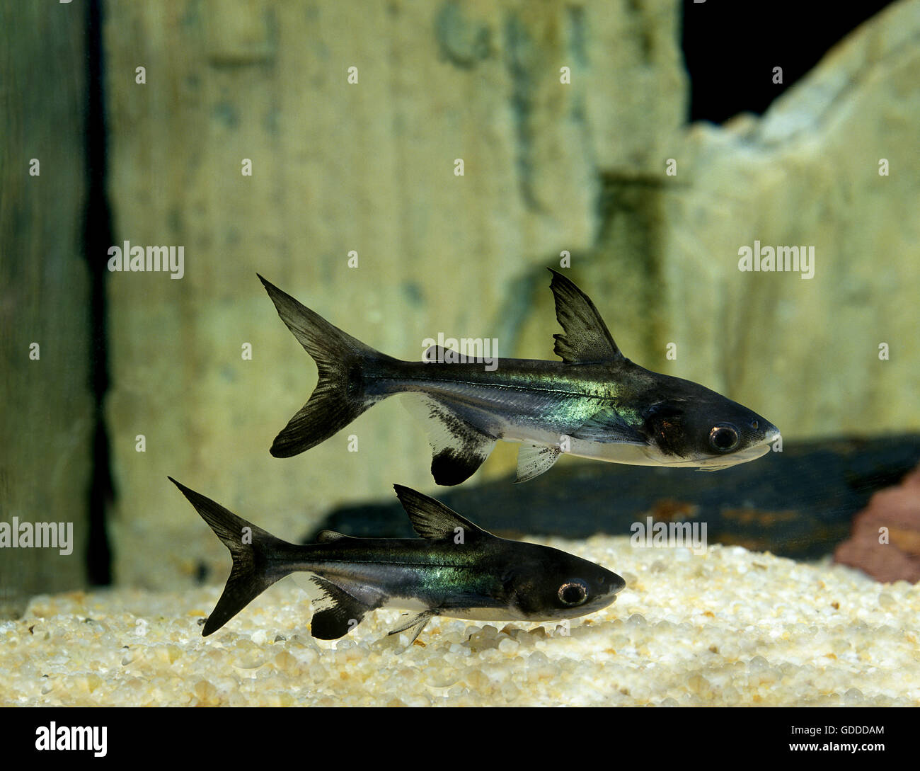 Iridescent Shark Catfish, pangasius hypophthalmus Stock Photo