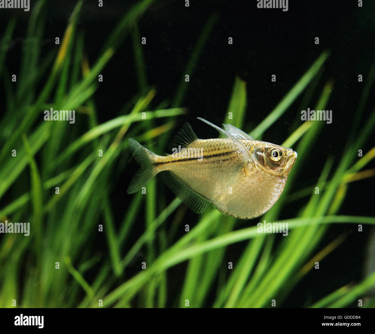 Spotted Hatchetfish, gasteropelecus maculatus Stock Photo