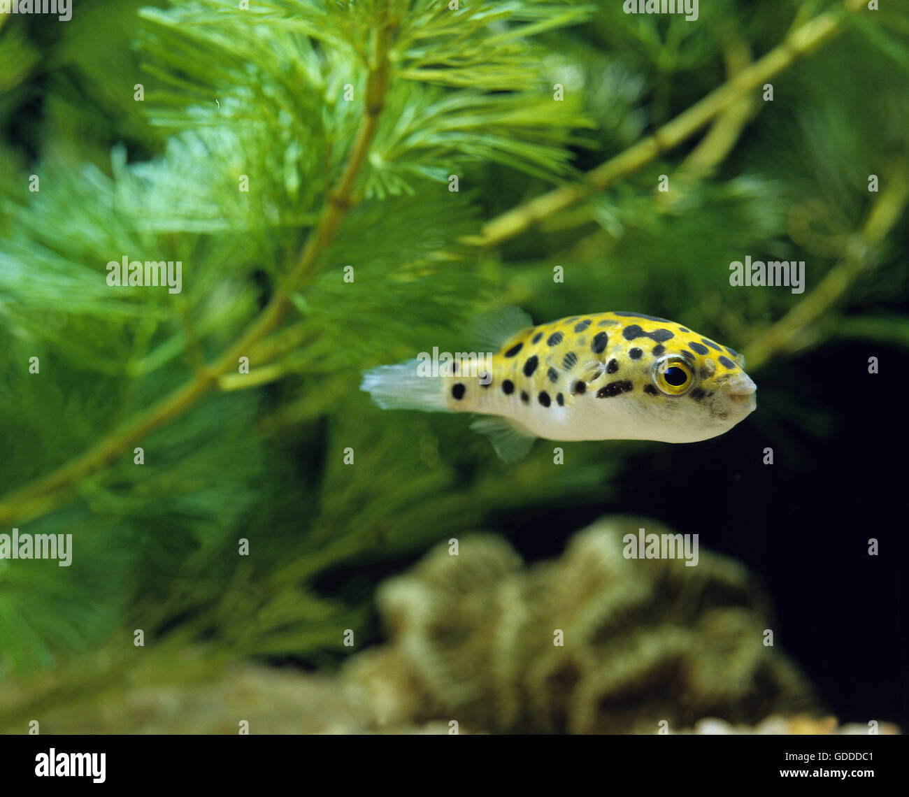 Spotted Green Puffer Fish, tetraodon fluviatilis Stock Photo