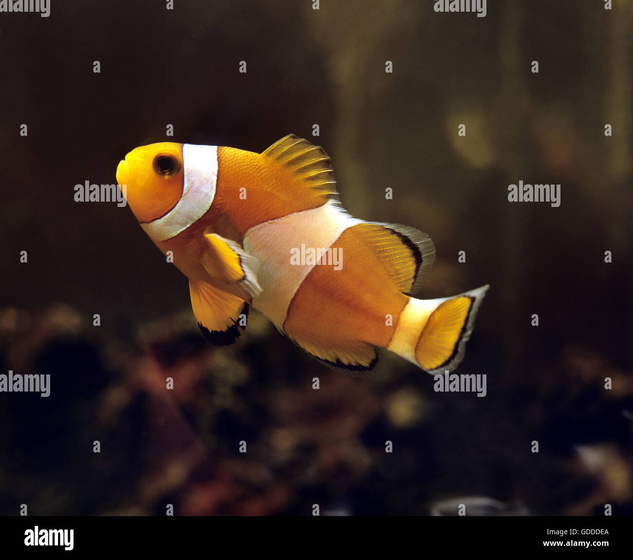 Ocellaris Clownfish, amphiprion ocellaris Stock Photo