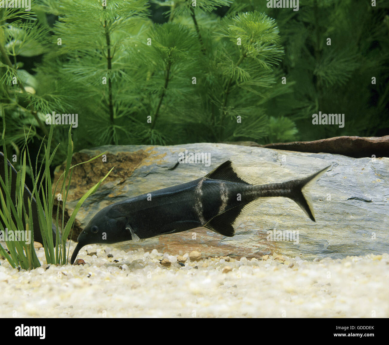Elephant Nose Fish, gnathonemus petersii, Aquarium Fish Stock Photo