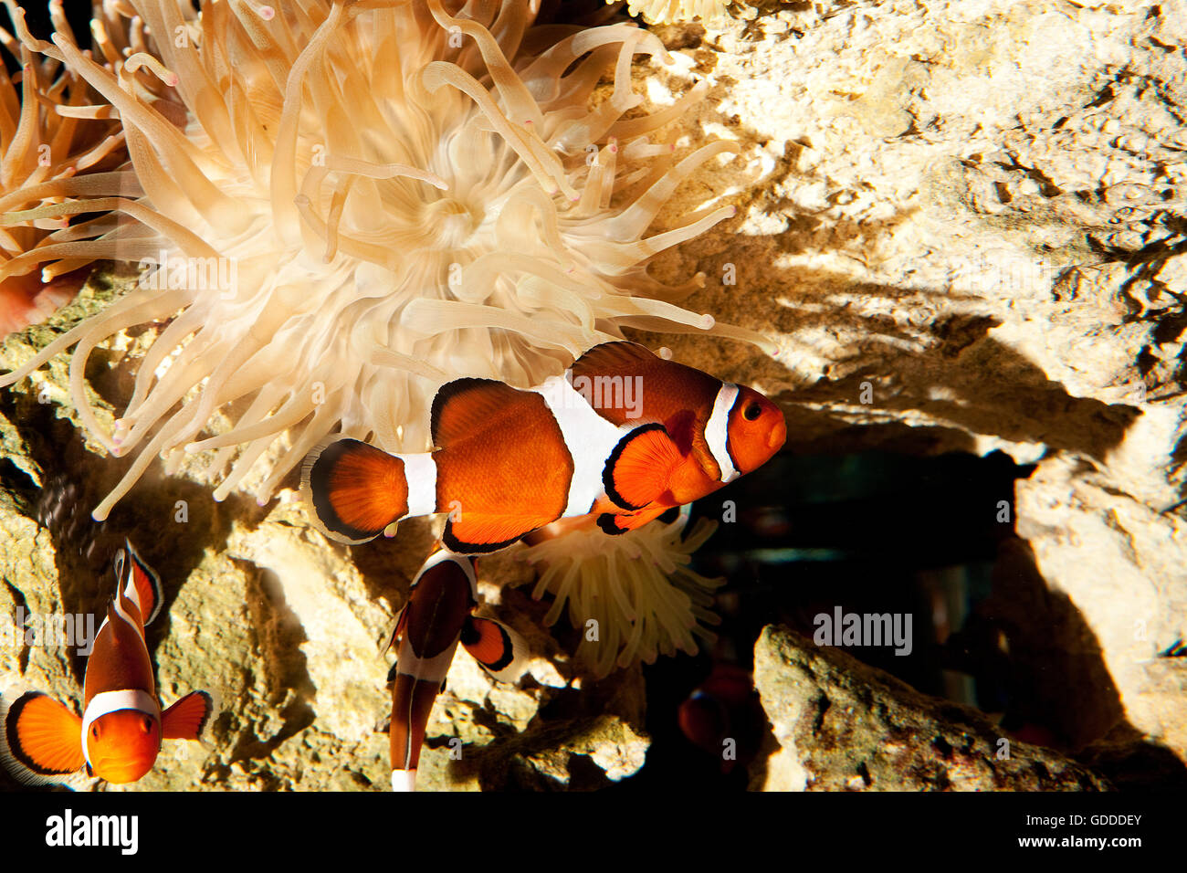Ocellaris Clowfish, amphiprion ocellaris, Group standing near Anemone, South Africa Stock Photo