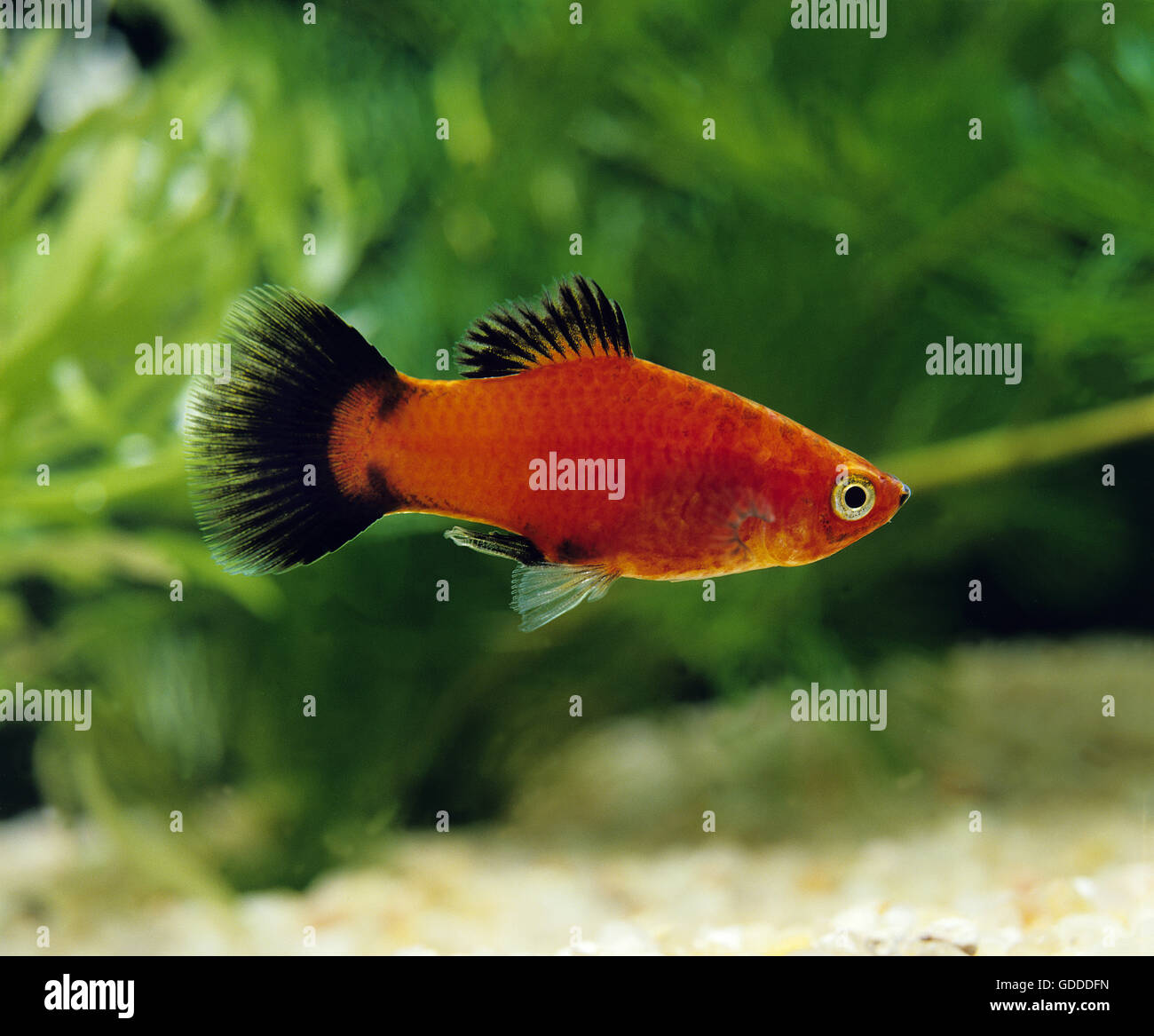 Wagtail Platy Fish, xiphophorus maculatus Stock Photo - Alamy