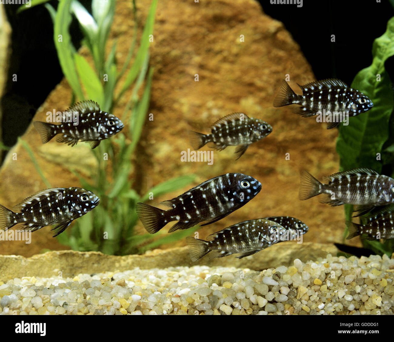 Duboisi Fish, tropheus duboisi Stock Photo