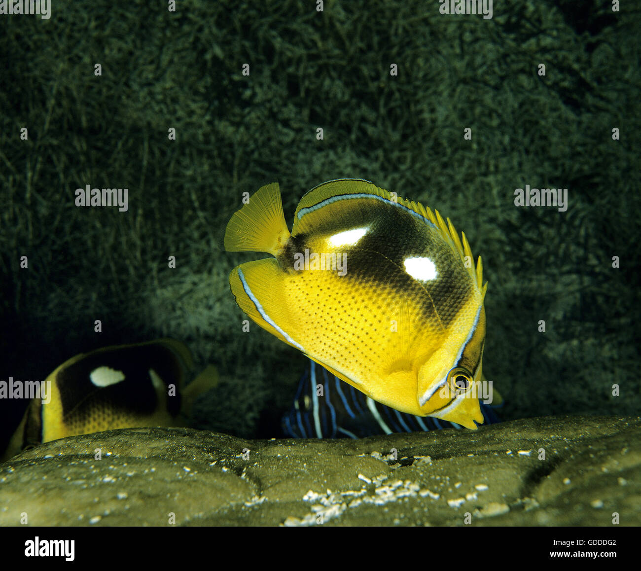 Fourspot Butterfly Fish, chaetodon quadrimaculatus Stock Photo