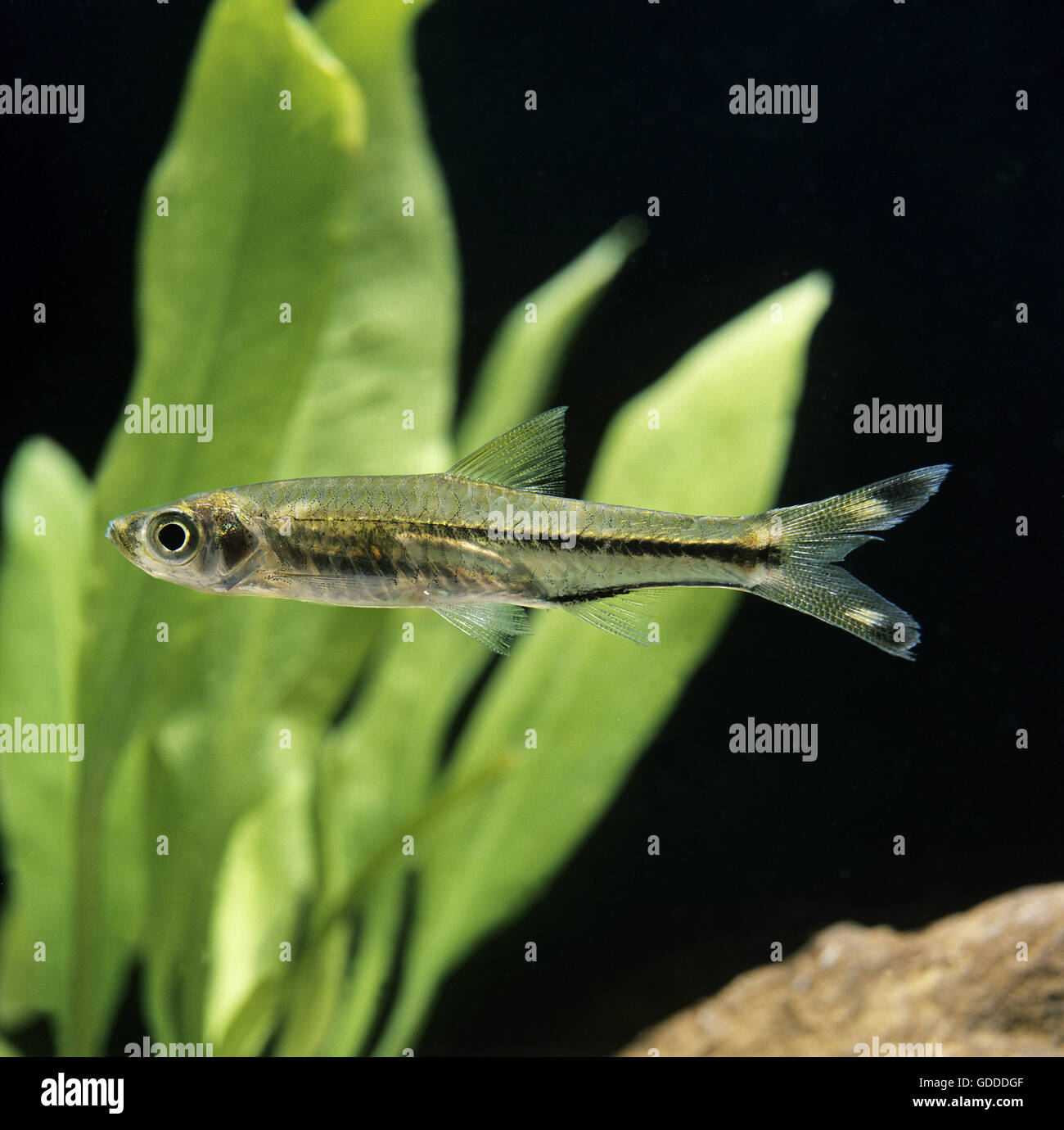 Three-Lined Rasbora Fish, rasbora trilineata Stock Photo