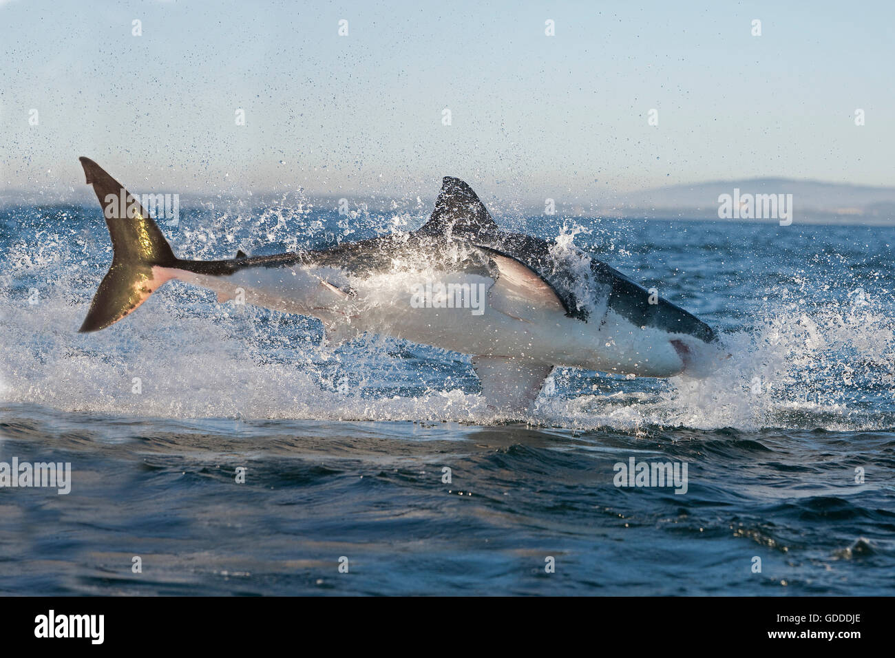 Great white shark breaching hi-res stock photography and images - Alamy
