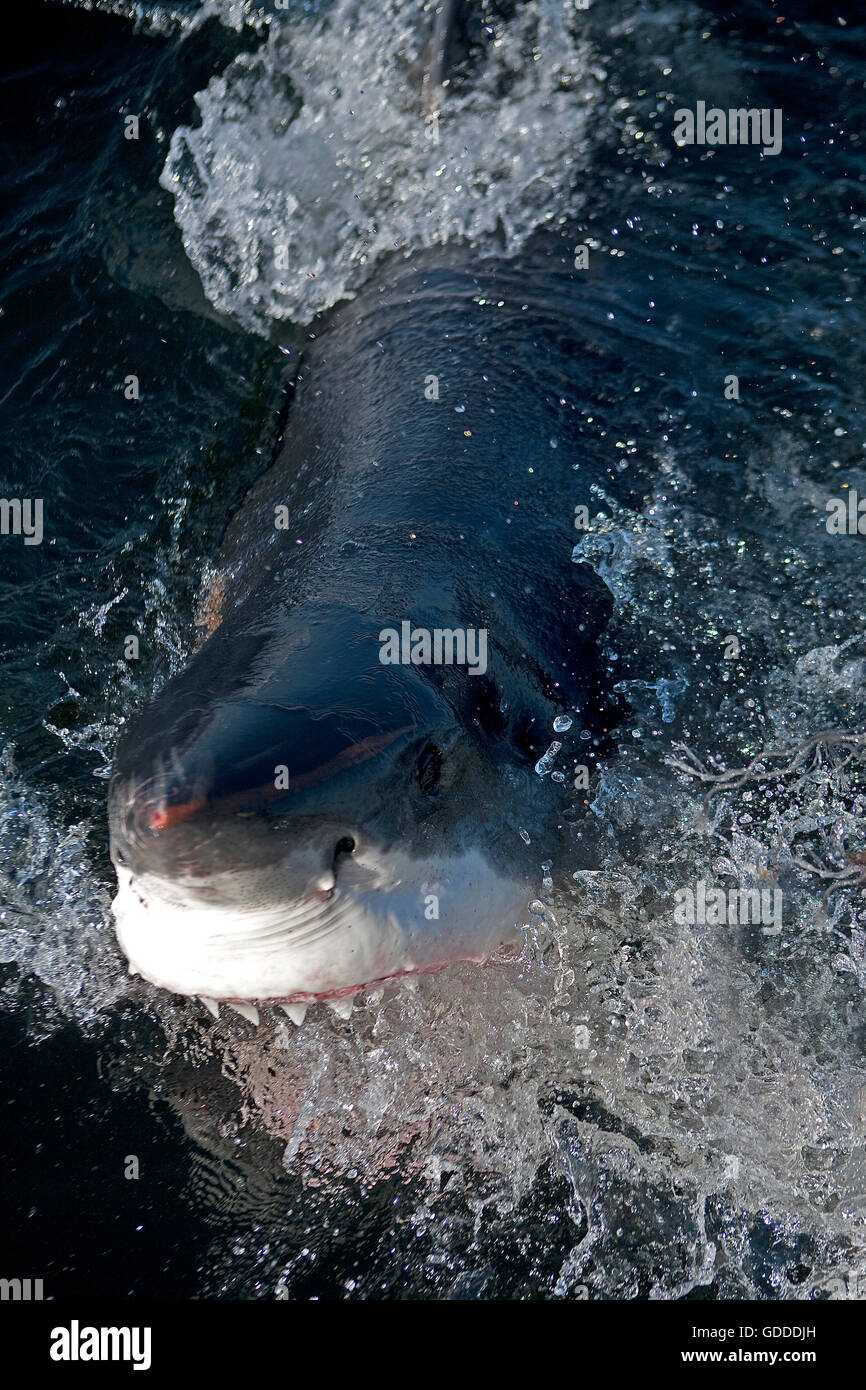 GREAT WHITE SHARK carcharodon carcharias, ADULT ATTACKING WITH OPEN MOUTH, FALSE BAY IN SOUTH AFRICA Stock Photo