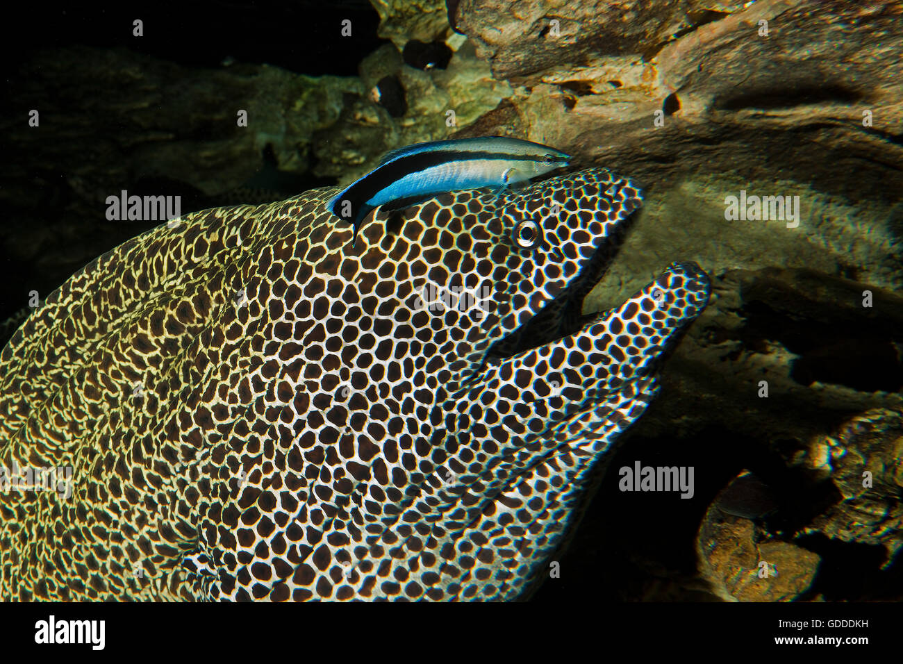 Honeycomb Moray Eel, gymnothorax favagineus, Adult with a Bluestreak Cleaner Wrasse, labroides dimidiatus, South Africa Stock Photo