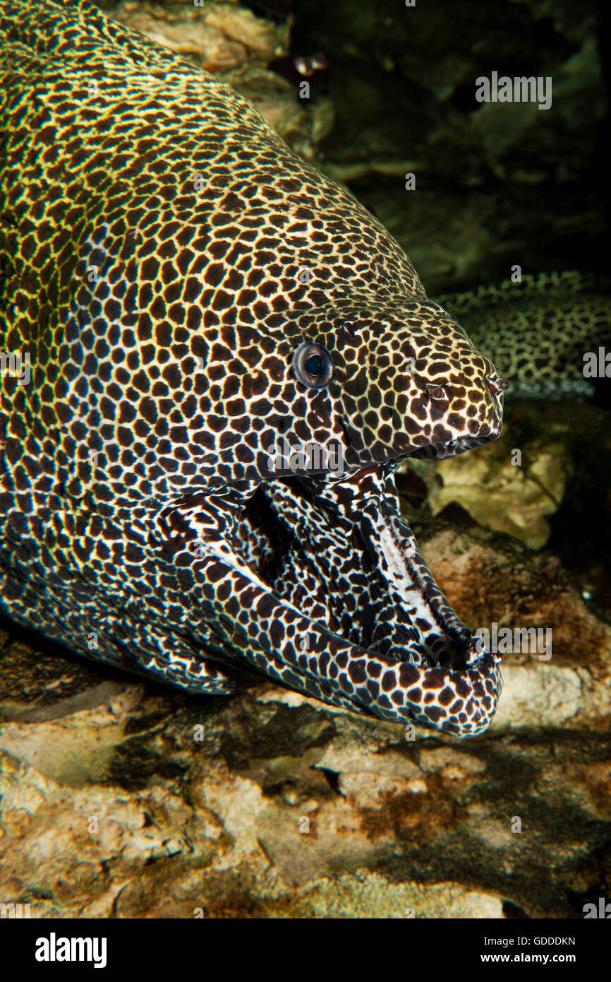 HONEYCOMB MORAY EEL gymnothorax favagineus IN SOUTH AFRICA, ADULT WITH OPENED MOUTH Stock Photo