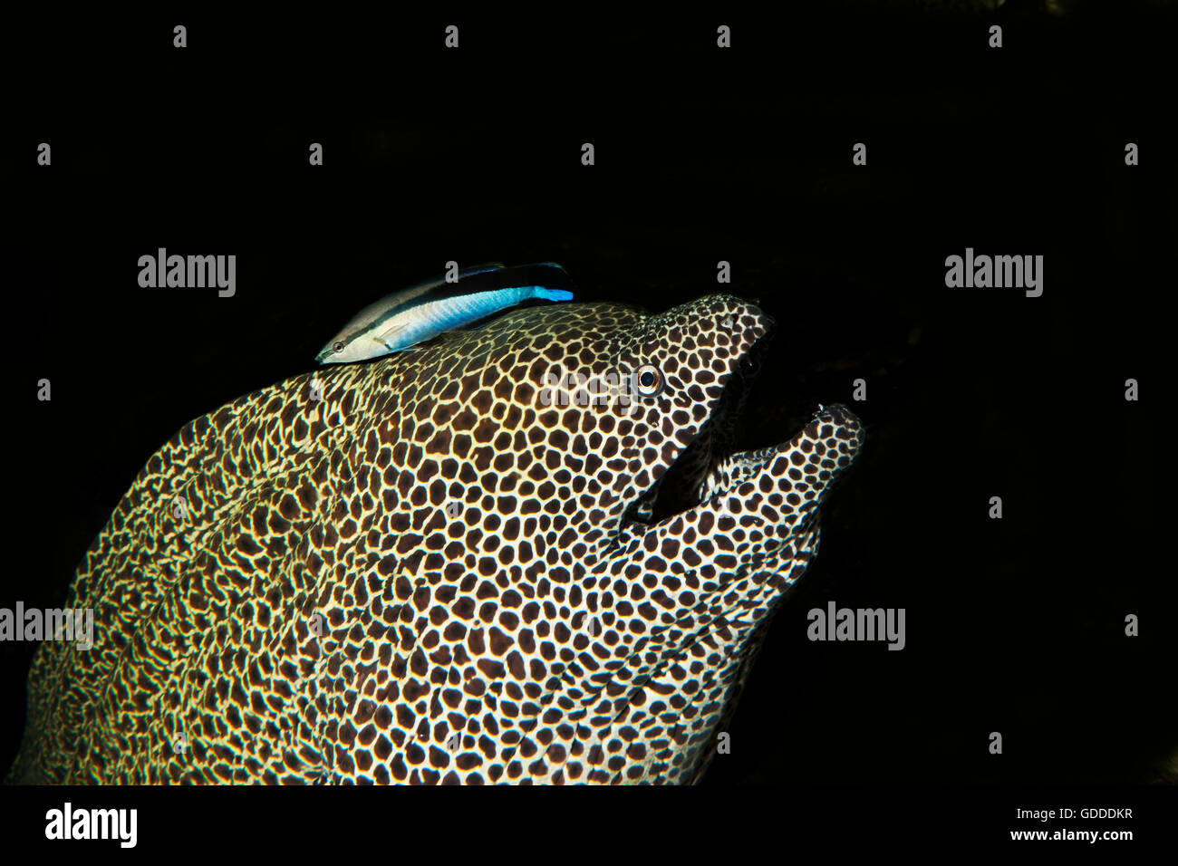 Honeycomb Moray Eel, gymnothorax favagineus, Adult with a Bluestreak Cleaner Wrasse, labroides dimidiatus, South Africa Stock Photo