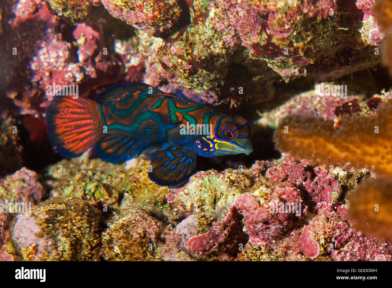 Mandarinfish, synchiropus splendidus Camouflaged in Coral Stock Photo