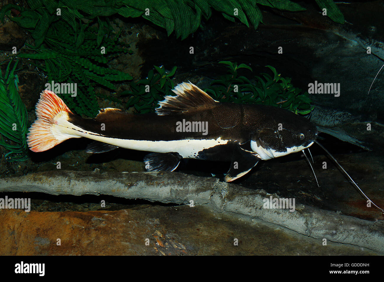 Red-Tail Catfish, phractocephalus hemioliopterus, Adult Stock Photo