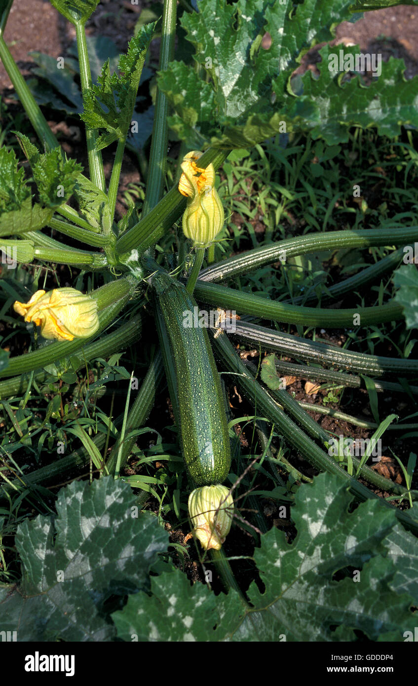 LONG COURGETTE OR ZUCCHINI cucurbita pepo WITH FLOWER, VEGETABLE GARDEN Stock Photo